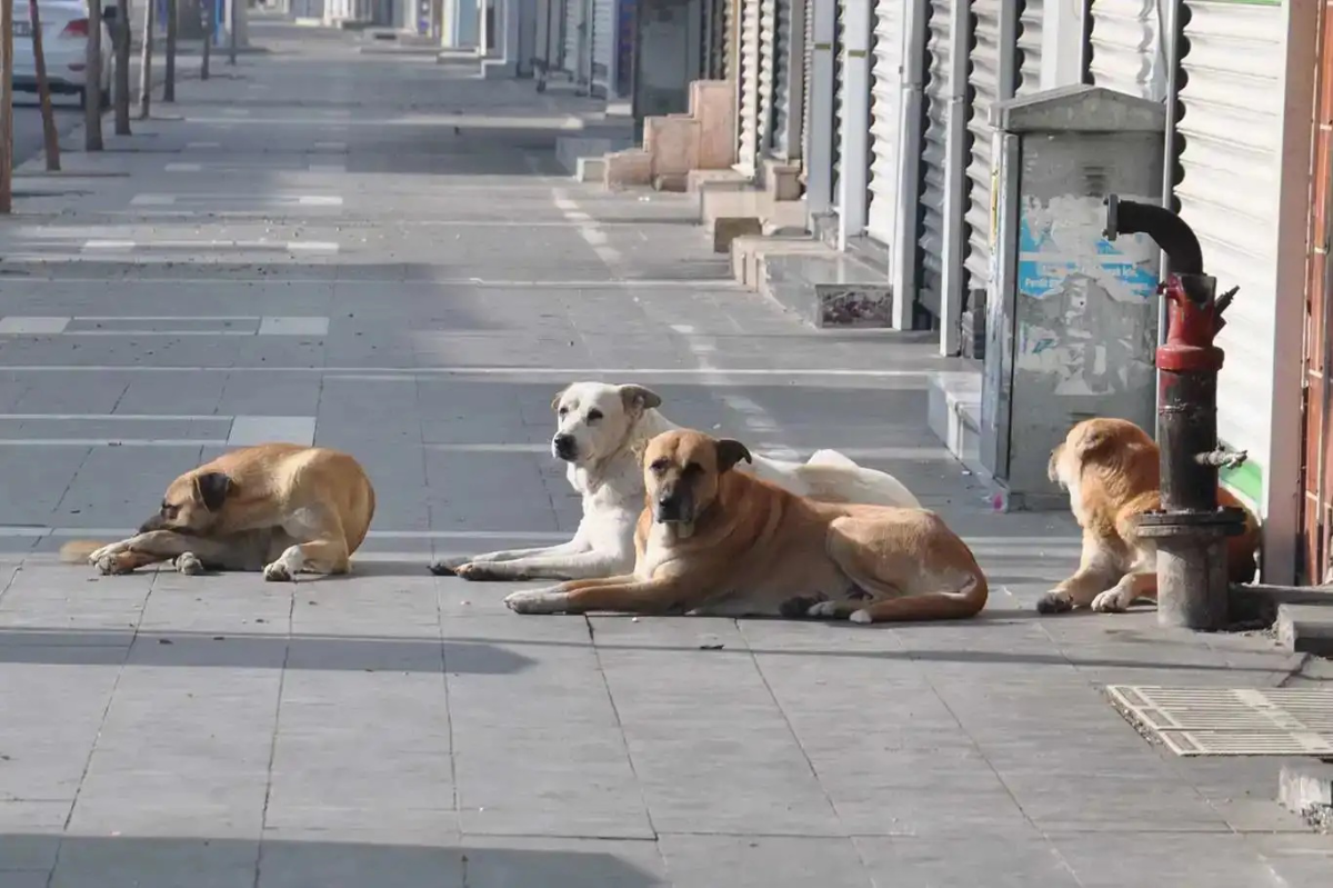 Malatya’da Sahipsiz Hayvanlar İçin Eylül Denetimi